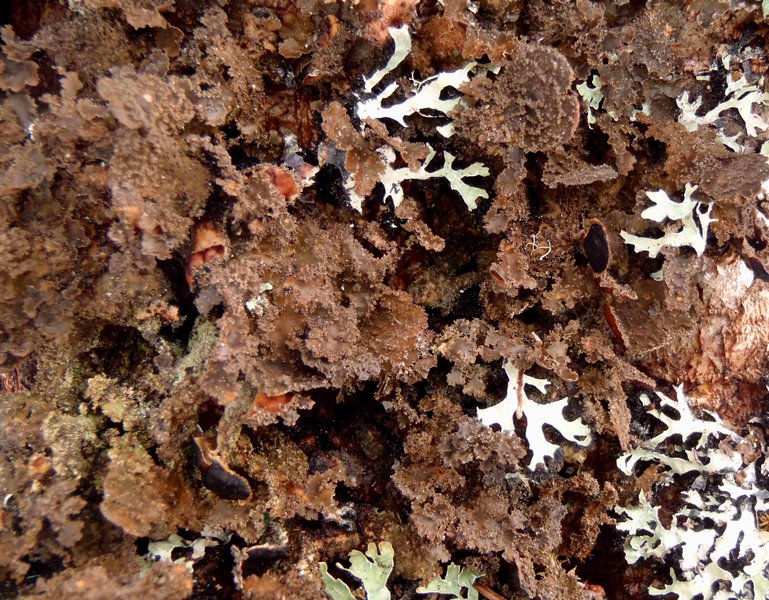Nephroma isidiosum