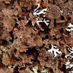 Nephroma isidiosum