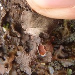Nephroma isidiosum