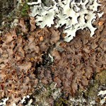 Nephroma laevigatum