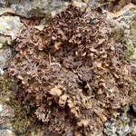 Nephroma laevigatum