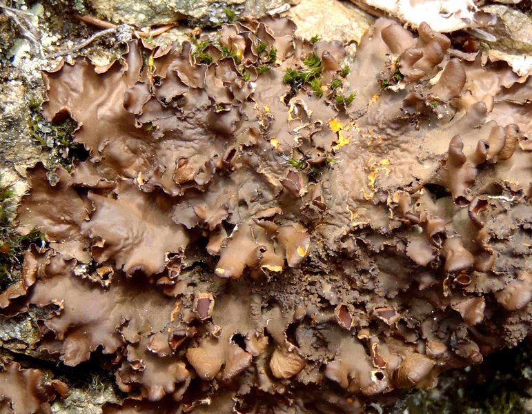 Nephroma laevigatum