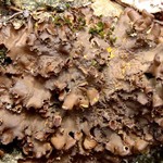 Nephroma laevigatum