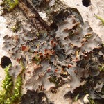 Nephroma laevigatum
