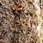 Nephroma laevigatum