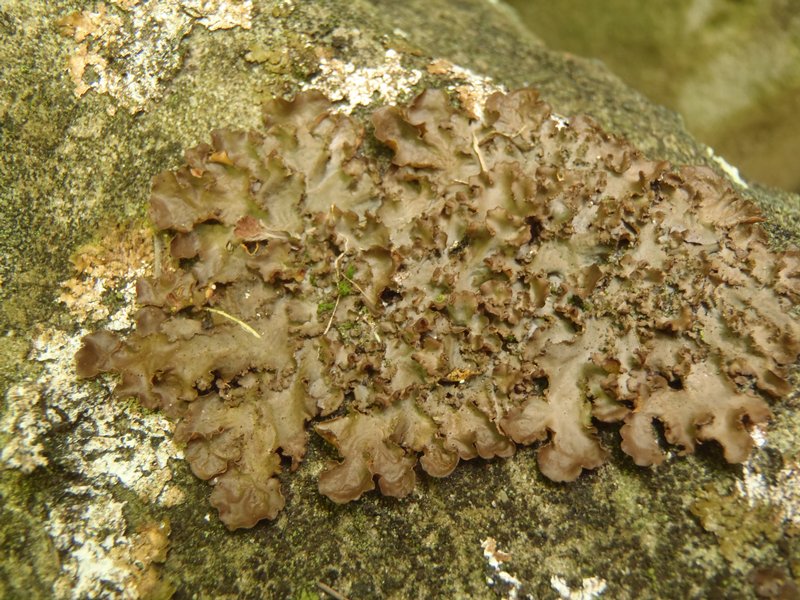 Nephroma laevigatum