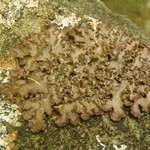 Nephroma laevigatum