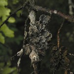 Nephroma occultum