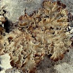 Nephroma occultum