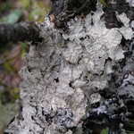 Nephroma occultum