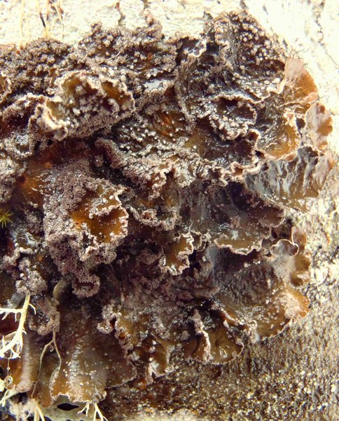 Nephroma parile