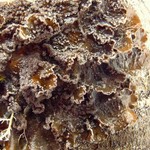 Nephroma parile