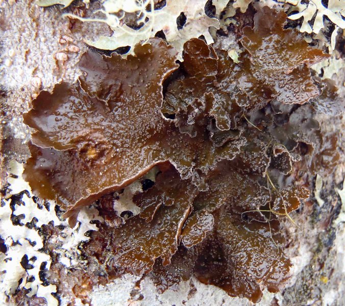 Nephroma parile