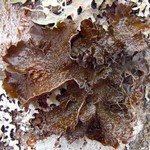 Nephroma parile