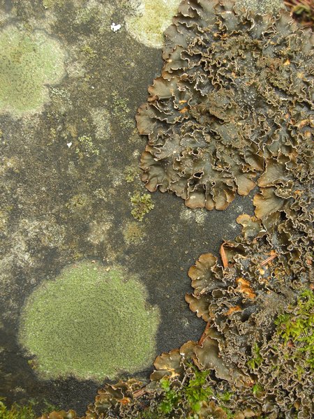 Nephroma parile
