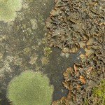 Nephroma parile