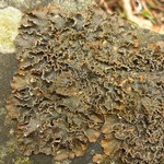 Nephroma parile
