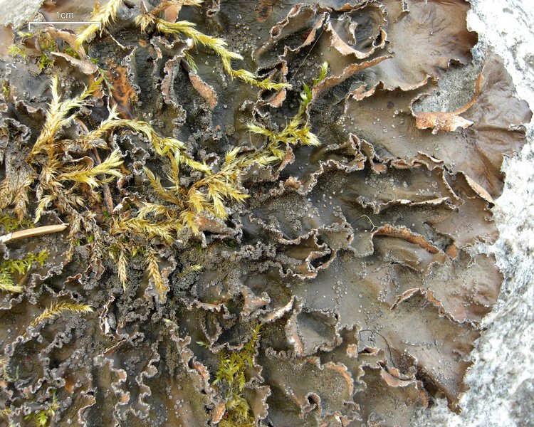 Nephroma parile
