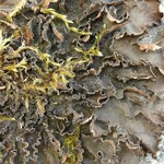 Nephroma parile