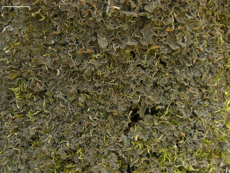 Nephroma parile