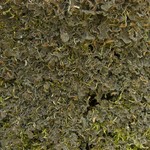 Nephroma parile