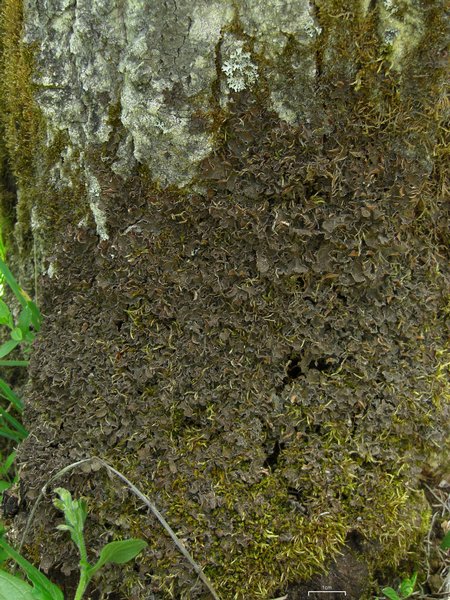 Nephroma parile