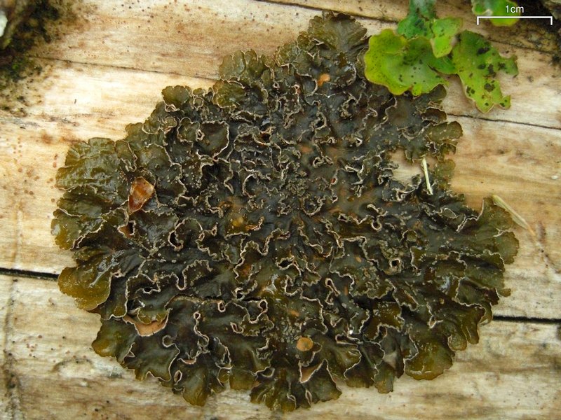 Nephroma parile