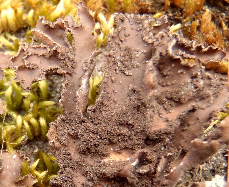 Nephroma parile