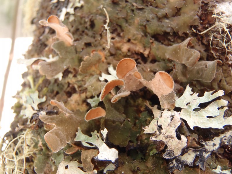 Nephroma resupinatum