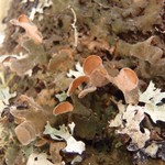 Nephroma resupinatum