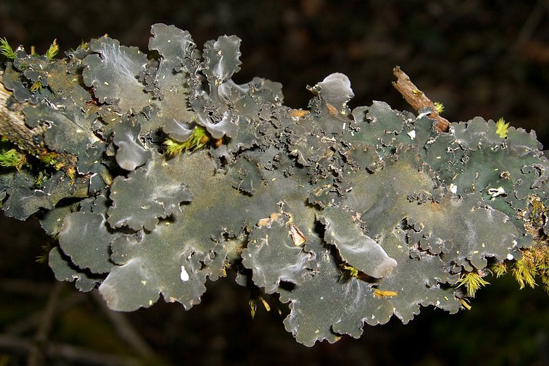 Nephroma resupinatum