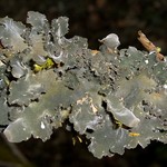 Nephroma resupinatum