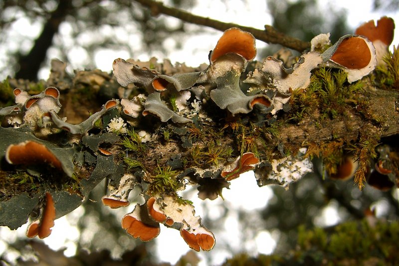 Nephroma resupinatum