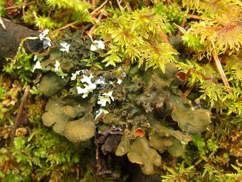 Nephroma resupinatum