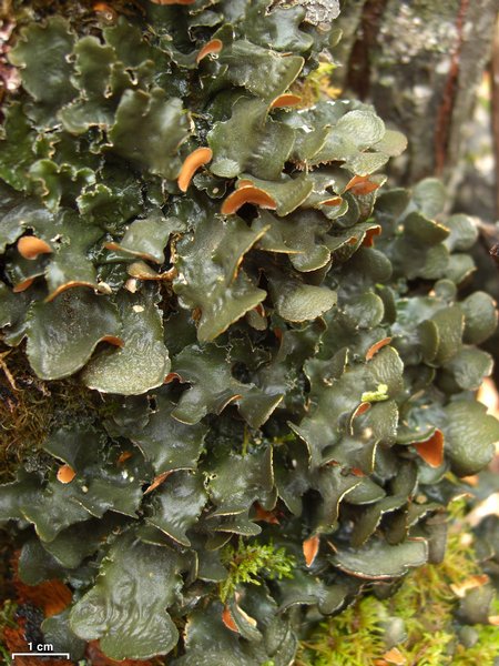Nephroma resupinatum