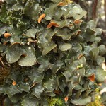 Nephroma resupinatum