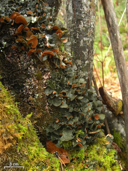Nephroma resupinatum