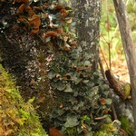 Nephroma resupinatum