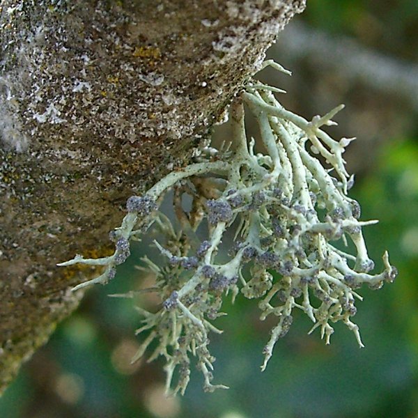 Niebla cephalota