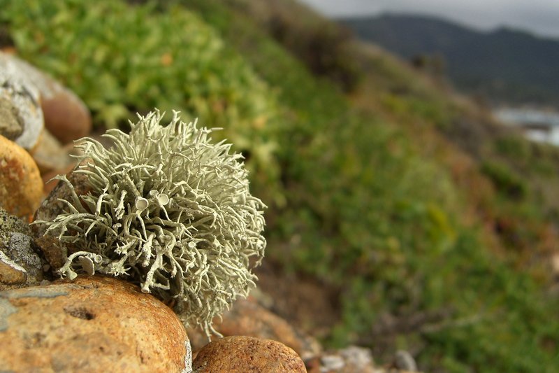 Niebla ceruchoides