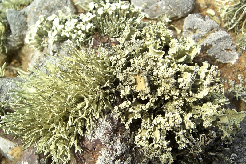 Niebla polymorpha