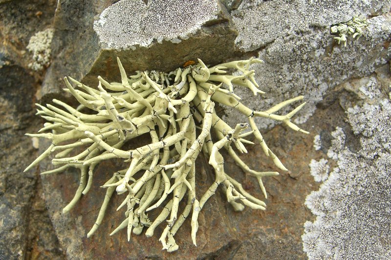 Niebla procera