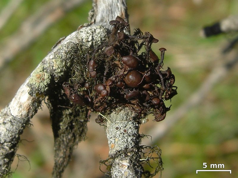 Nodobryoria abbreviata