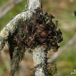 Nodobryoria abbreviata