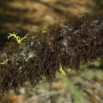 Nodobryoria abbreviata