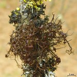 Nodobryoria abbreviata