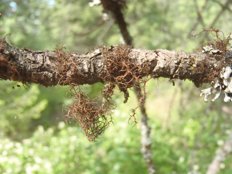 Nodobryoria abbreviata