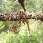 Nodobryoria abbreviata