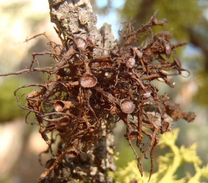 Nodobryoria abbreviata