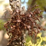 Nodobryoria abbreviata